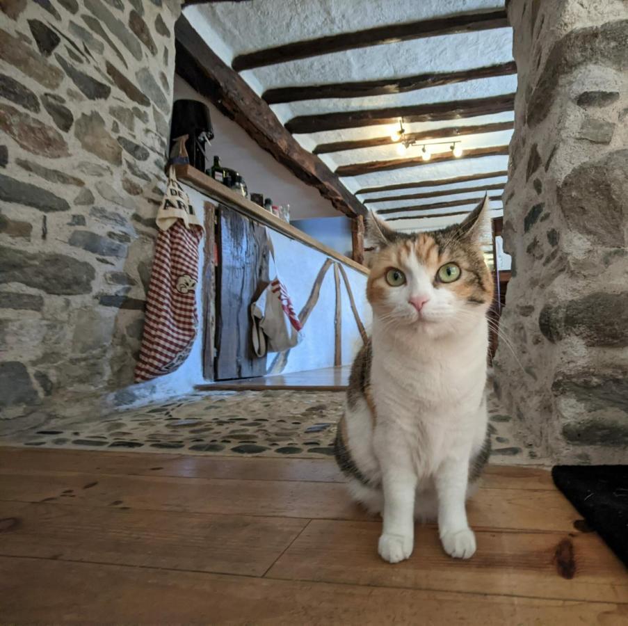 Chambres D'Hotes Les Chatougoulis Les Bordes-sur-Lez Luaran gambar