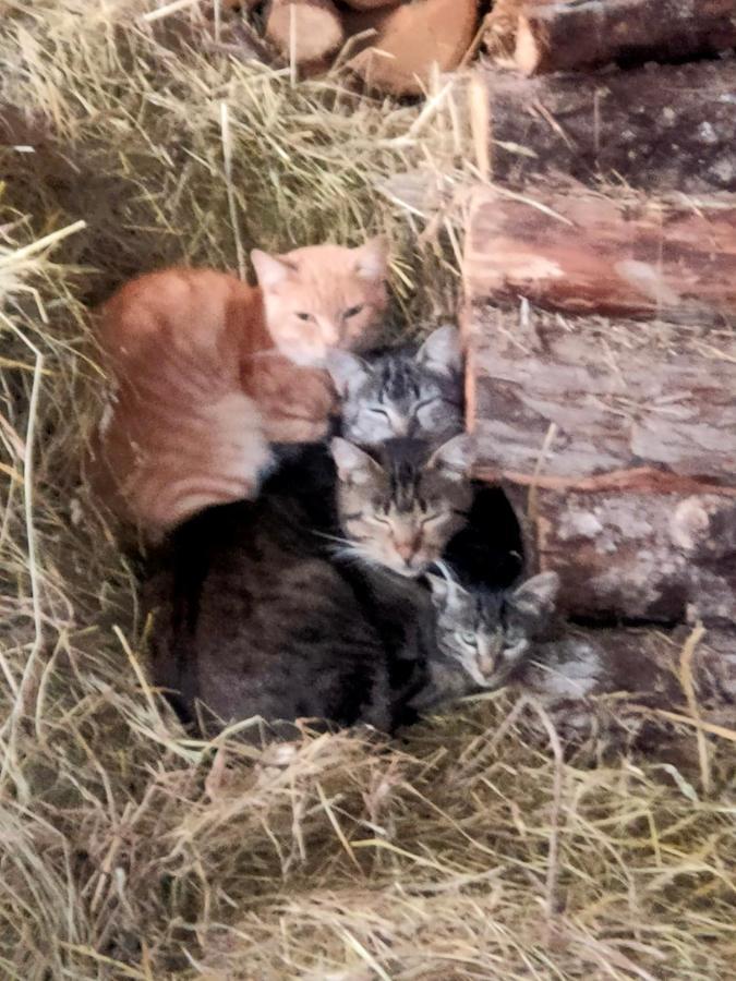 Chambres D'Hotes Les Chatougoulis Les Bordes-sur-Lez Luaran gambar